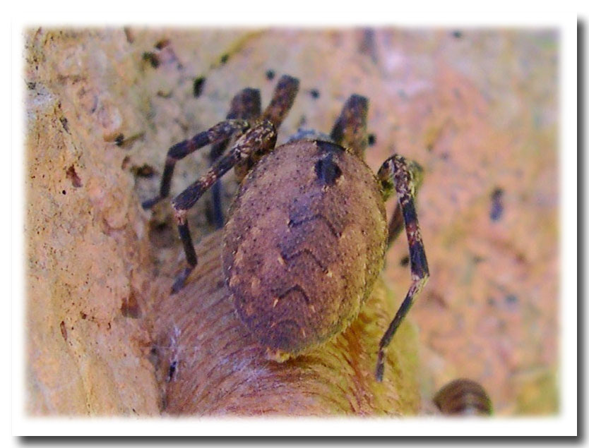 Zoropsis spinimana